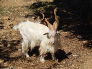 Girgentana Goat