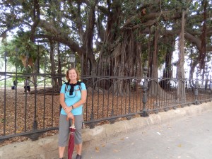Fig Tree in Piazza Marina