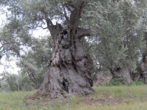 Ancient Olive Tree