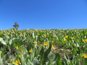 Fields of Flowers