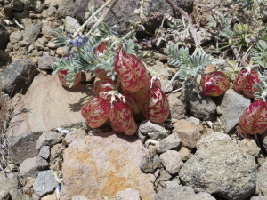 Weird Flowers