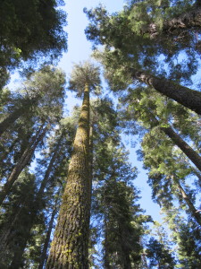 Shady Forest
