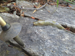 Feeling Sluggish